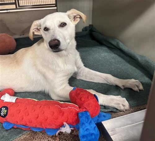 DIANNE - German Shepherd Dog available for adoption