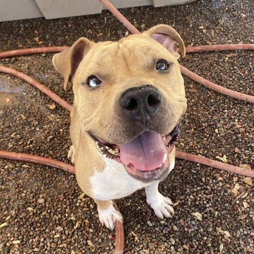 THOR - American Pit Bull Terrier available for adoption