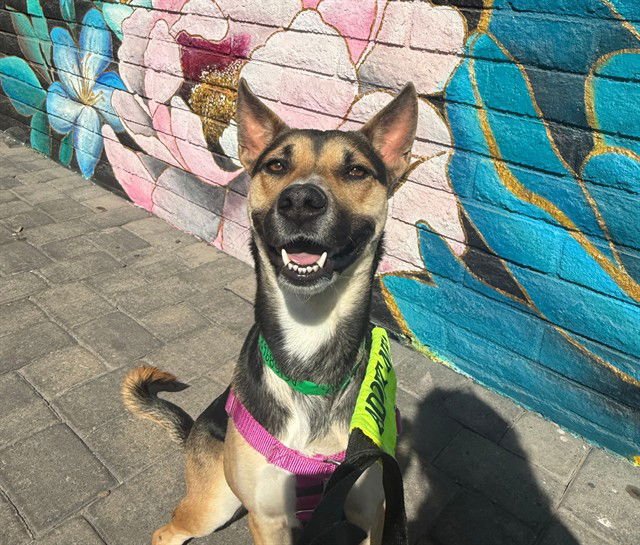 BLUSH - German Shepherd Dog available for adoption