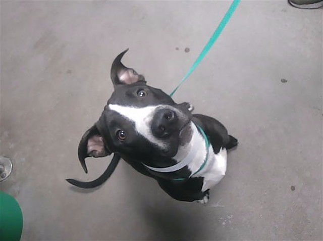 BABY GARY - American Pit Bull Terrier available for adoption