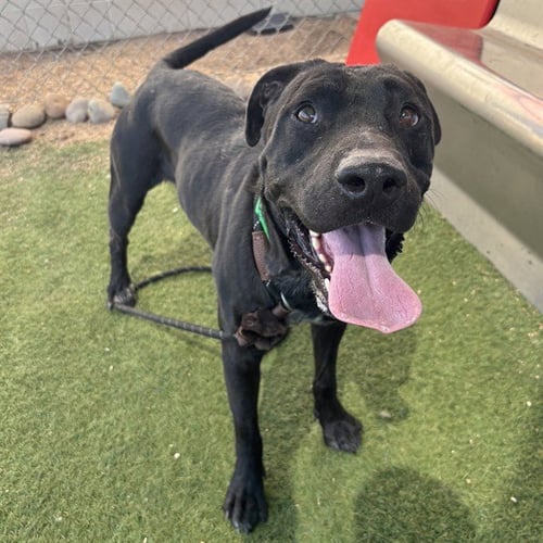 OBI - Labrador Retriever available for adoption