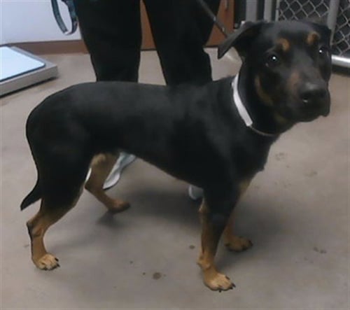 SULLY - Rottweiler / German Shepherd Dog available for adoption