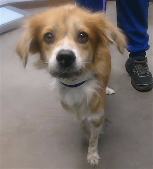 EMMY - Cocker Spaniel available for adoption