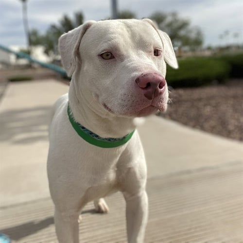 FERGUS - American Pit Bull Terrier available for adoption