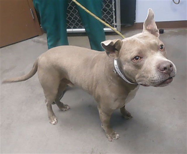STEELE - American Pit Bull Terrier available for adoption