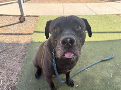 SYLVESTER - American Pit Bull Terrier available for adoption