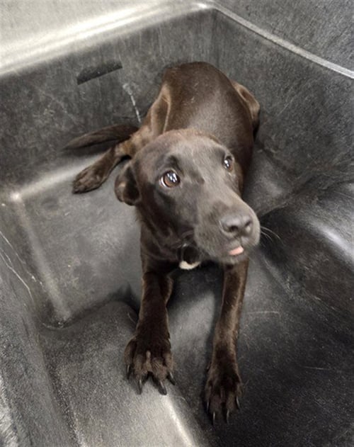 AQUAMARINE - Dutch Shepherd / German Shepherd Dog available for adoption
