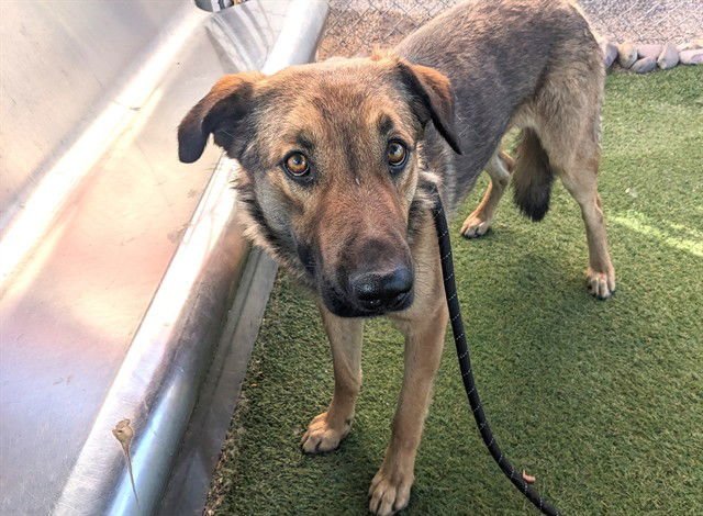 DENNY - German Shepherd Dog available for adoption