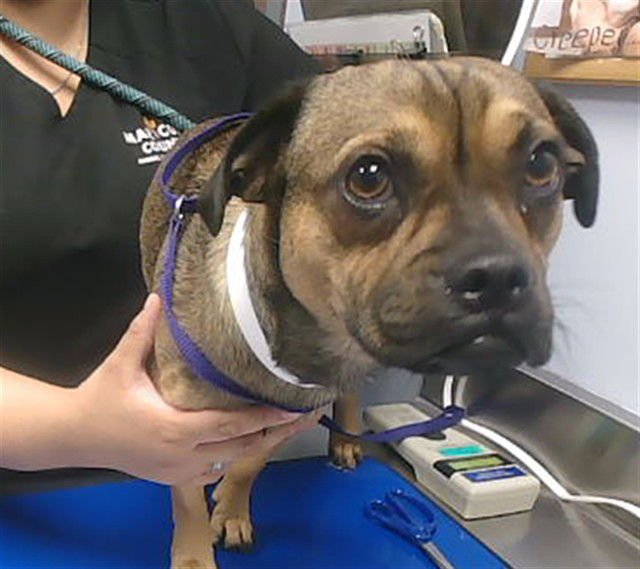 WALNUT - Pug available for adoption