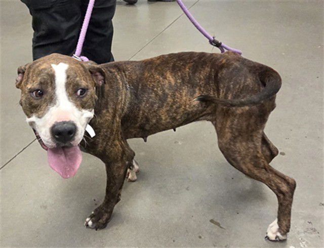 YEDDA - American Pit Bull Terrier available for adoption