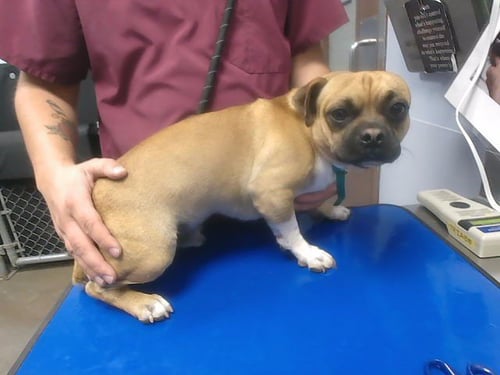 BUGGY - Pug available for adoption