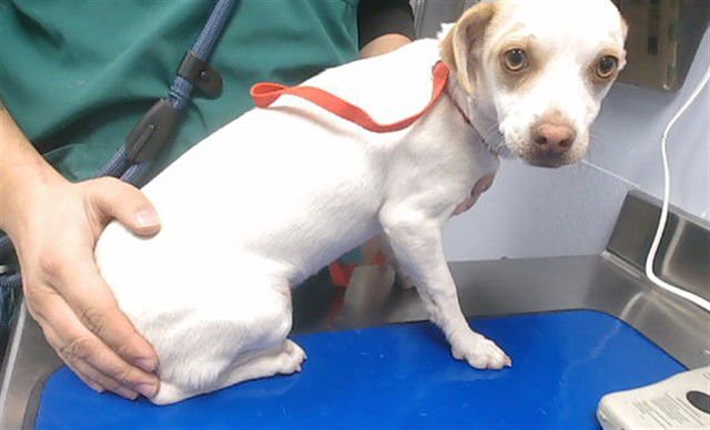 TILLY - Chihuahua available for adoption