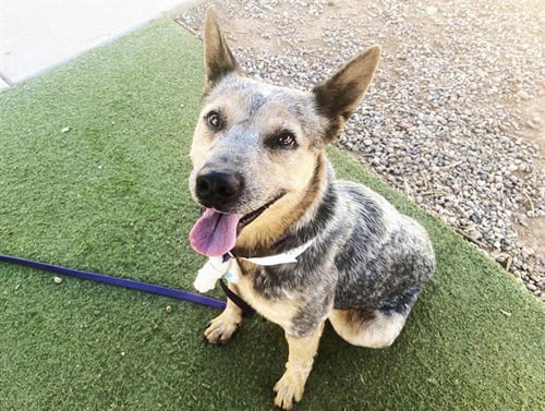 AZUL - Australian Cattle Dog/Blue Heeler available for adoption