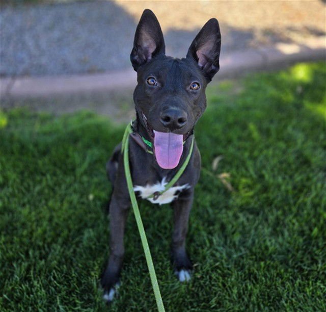 SNOOPY - German Shepherd Dog available for adoption