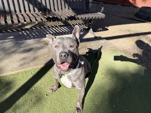 PEEWEE - American Pit Bull Terrier available for adoption