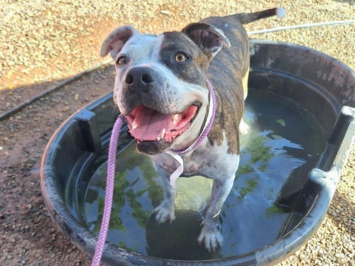 CHLOE - American Pit Bull Terrier available for adoption