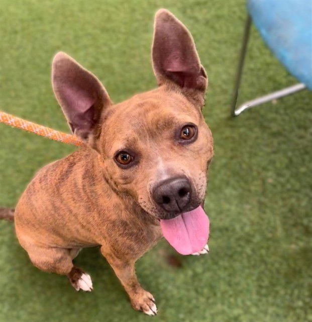 AVRIL - American Pit Bull Terrier available for adoption