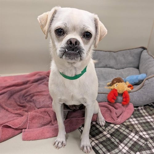 RICE PUDDING - Pug available for adoption