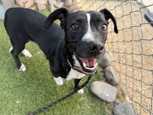 VINNY - Boston Terrier available for adoption