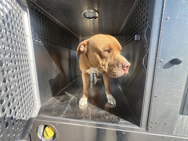 CARAMEL - American Pit Bull Terrier available for adoption