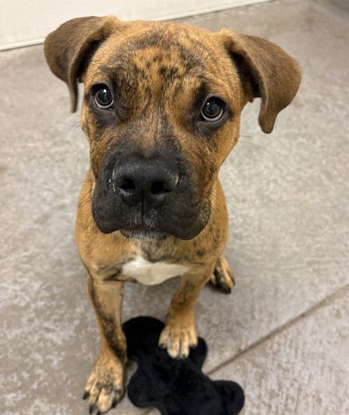 ROCKET - American Pit Bull Terrier available for adoption