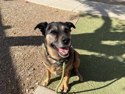 LOLA - German Shepherd Dog / Rottweiler available for adoption