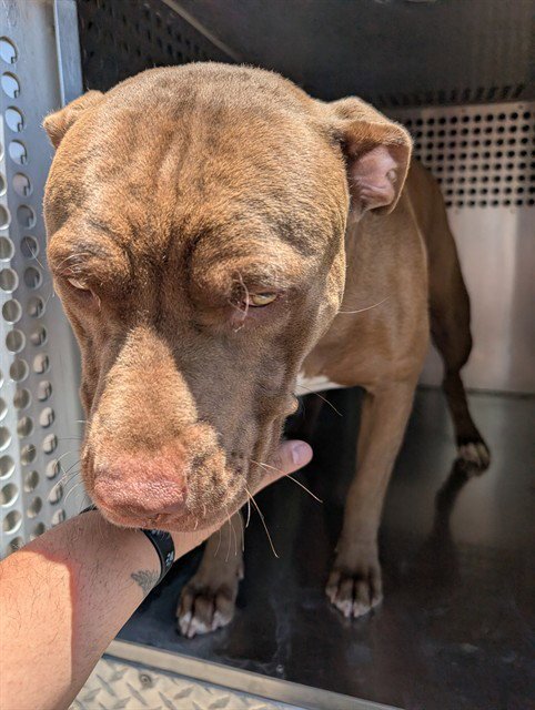 AUGUSTUS - American Pit Bull Terrier available for adoption