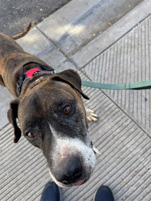 SHERIFF - Boxer available for adoption