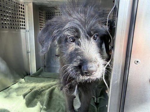 BLACK SHEEP - Schnauzer available for adoption