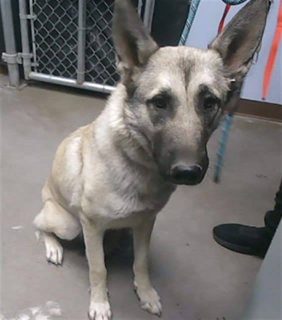 MATILDA - German Shepherd Dog / Belgian Shepherd Malinois available for adoption