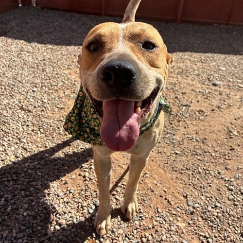 SRIRACHA - Queensland Heeler available for adoption