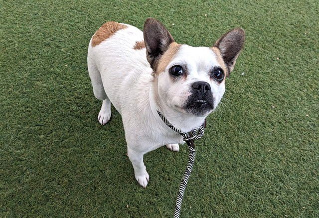 CAPRI - Parson Russell Terrier available for adoption