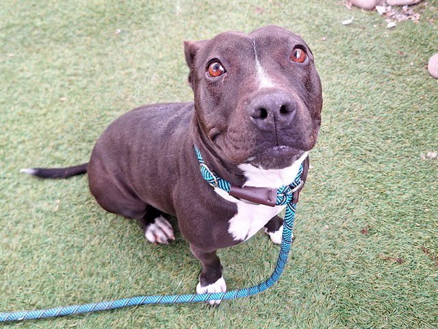 BAMBINA - American Pit Bull Terrier available for adoption