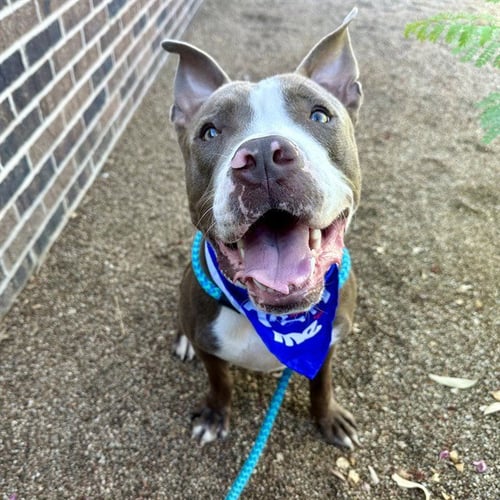 LION - American Staffordshire Terrier available for adoption