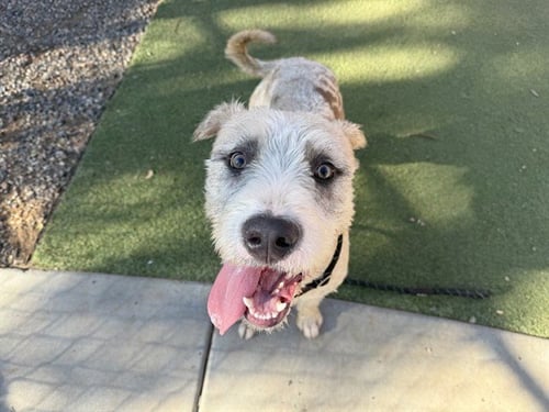 MAPQUEST - American Pit Bull Terrier / Poodle (Standard) available for adoption