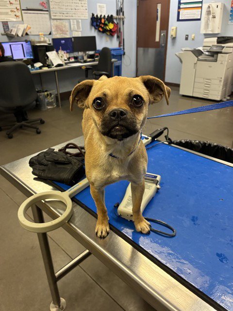 PEONY - Pug available for adoption