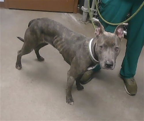 FLYLEAF - American Pit Bull Terrier available for adoption