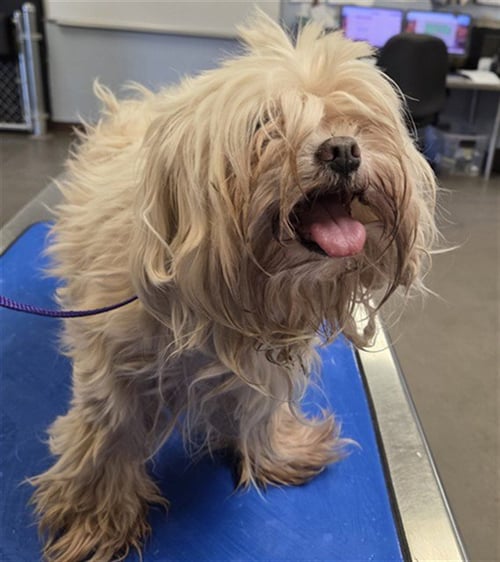 BAKLAVA - Maltese available for adoption