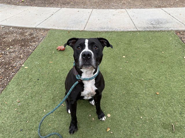 SALT - Boxer available for adoption