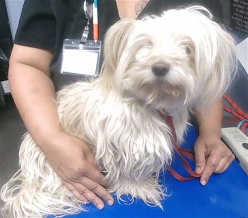 CARL - Maltese available for adoption