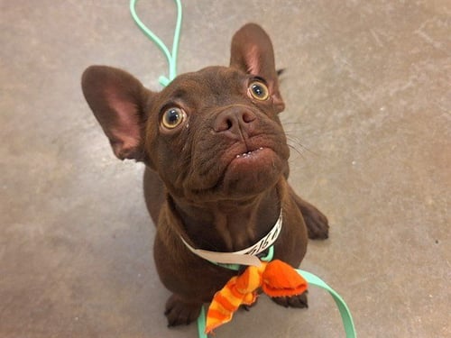 CATERPILLAR - Chihuahua / French Bulldog available for adoption