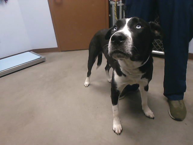 BONZAI - Labrador Retriever / Husky available for adoption