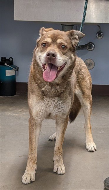 PRALINE - Husky available for adoption