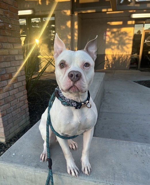 ZIPPY - American Pit Bull Terrier available for adoption