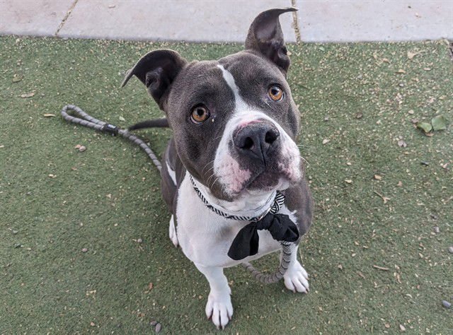 FROZEN - American Pit Bull Terrier available for adoption