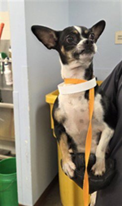 JILL - Chihuahua available for adoption