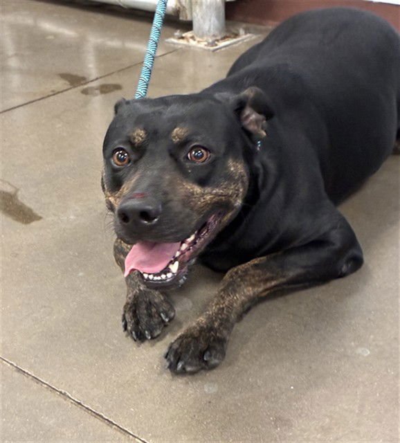 OATMEAL - Rottweiler available for adoption