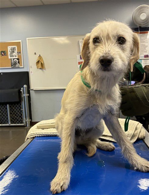 DIESEL - Cairn Terrier available for adoption