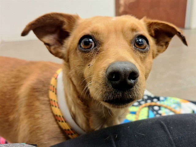 TANGERINE - Chihuahua available for adoption