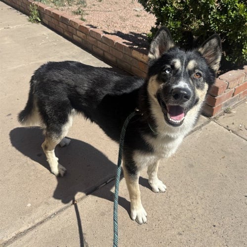 ROCKY - Husky available for adoption